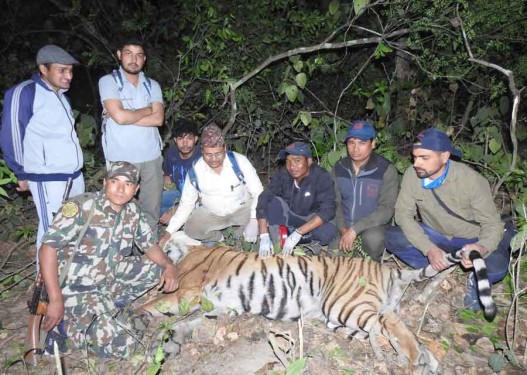 बर्दियामा हात्तीको माहुते मार्ने बाघ नियन्त्रणमा,चिडियाखाना लैजाँदै